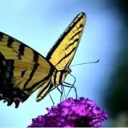 cute butterfly images for dp